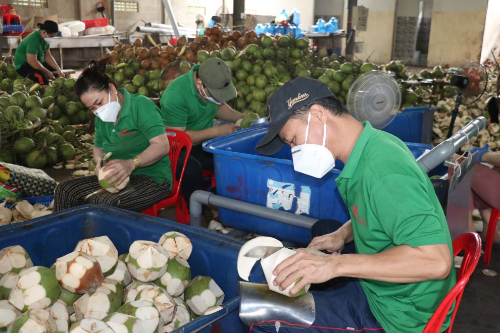 Ảnh Công nhân sơ chế dừa tươi lấy nước
